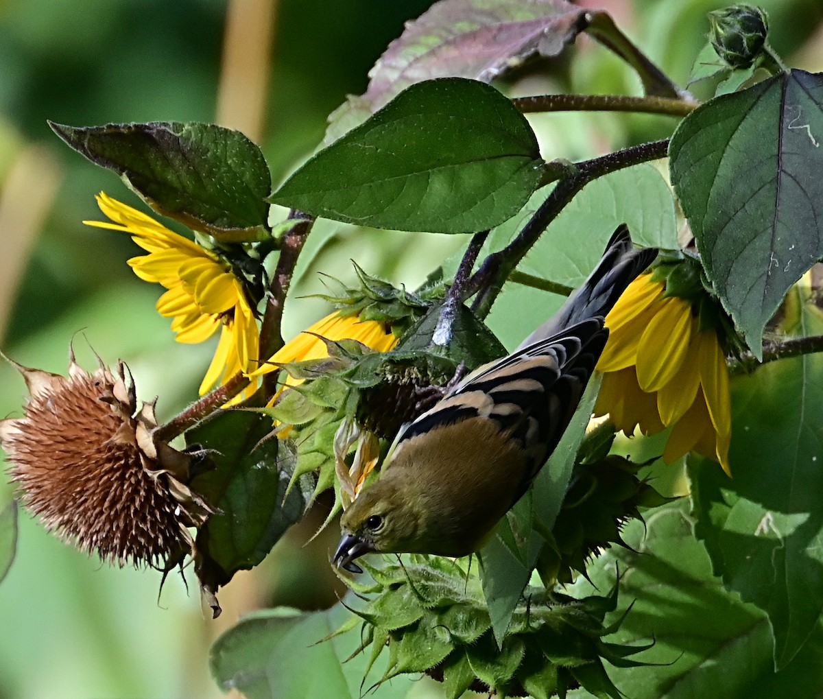 American Goldfinch - ML624196554