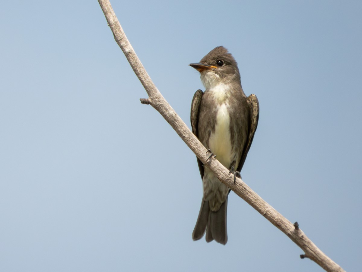 Olive-sided Flycatcher - ML624196562