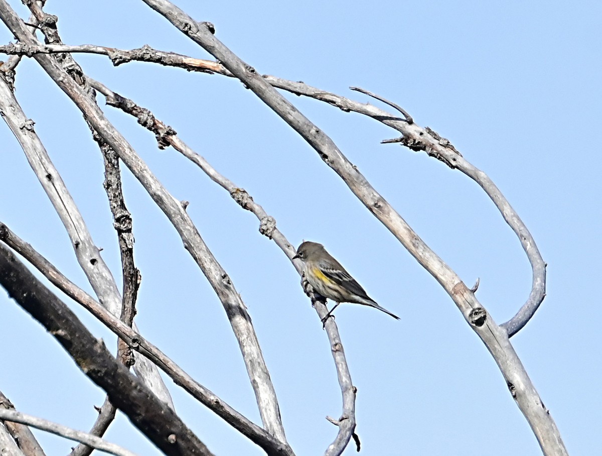 Yellow-rumped Warbler - ML624196567