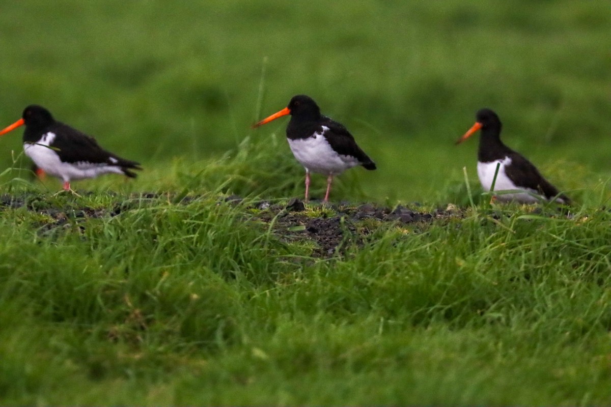 South Island Oystercatcher - ML624196591