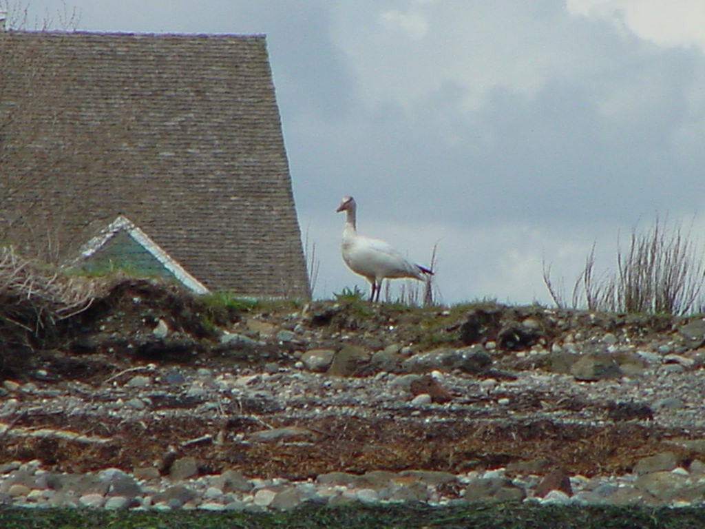 Snow Goose - Russell Rogers