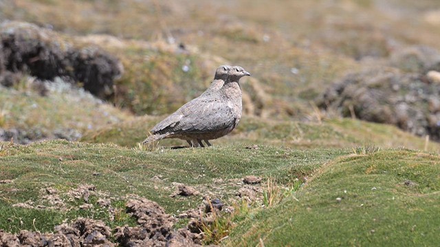 rustrypesnipe - ML624196602