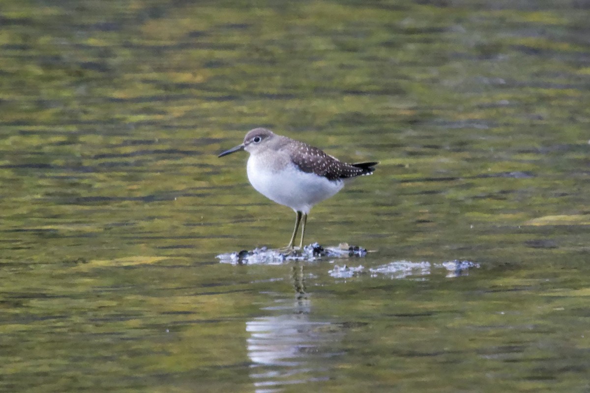 Einsiedelwasserläufer - ML624196606