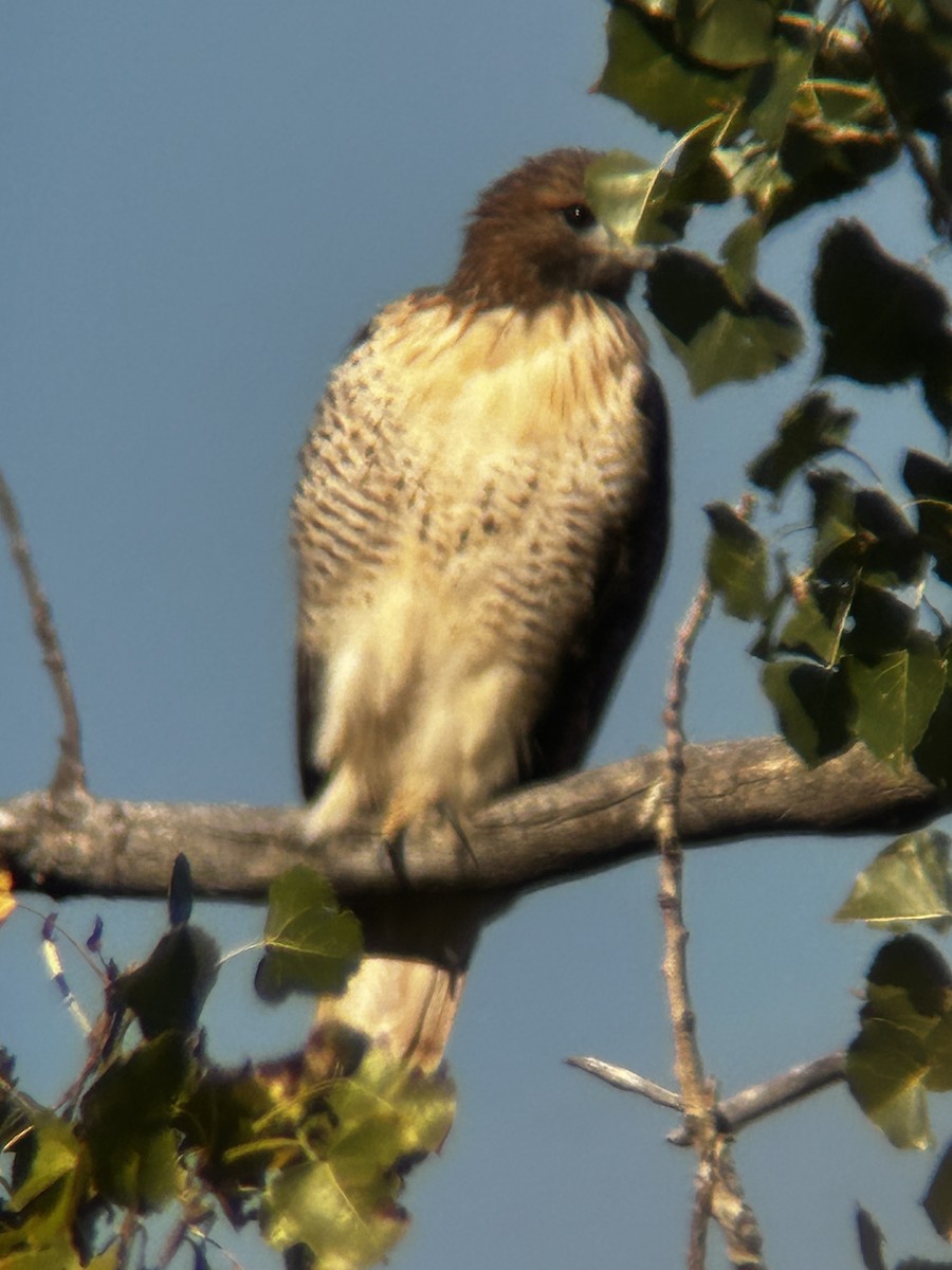 Red-tailed Hawk - Jason Rademacher