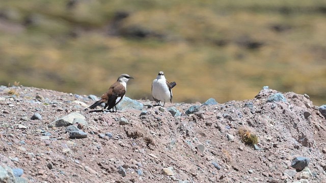 White-bellied Cinclodes - ML624196621