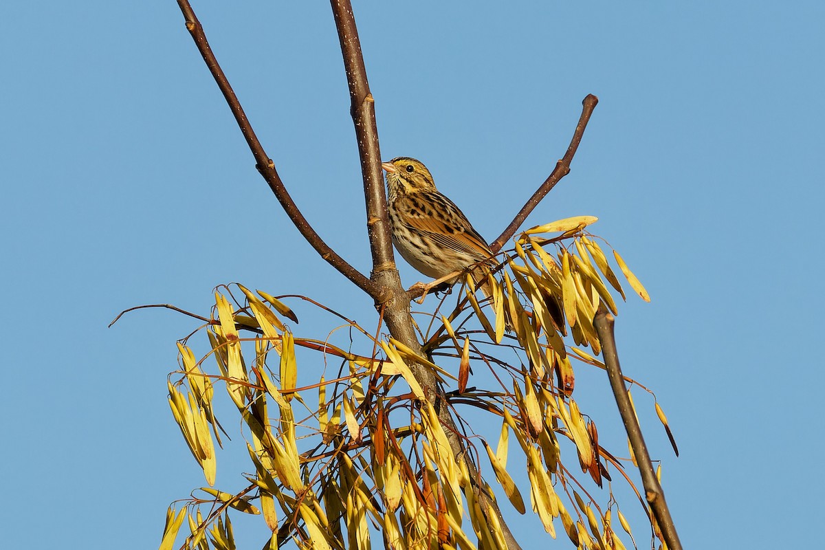 Savannah Sparrow - ML624196626