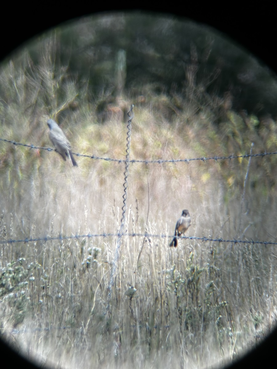 Say's Phoebe - ML624196628