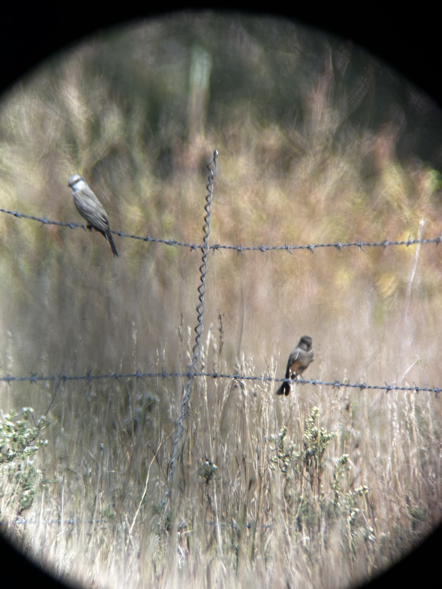 Say's Phoebe - ML624196629