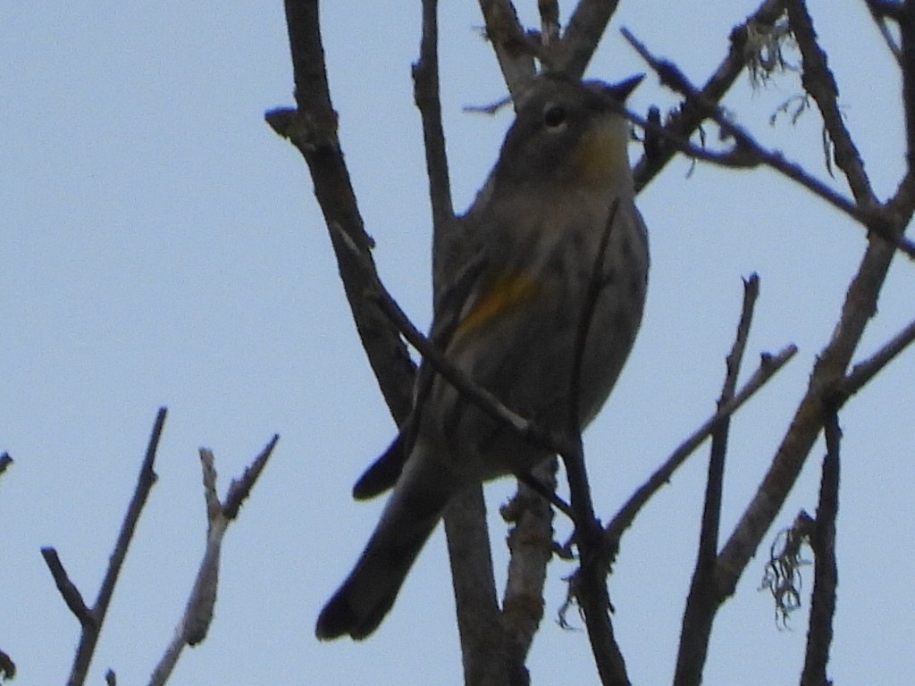 Kronenwaldsänger (Audubonwaldsänger) - ML624196631