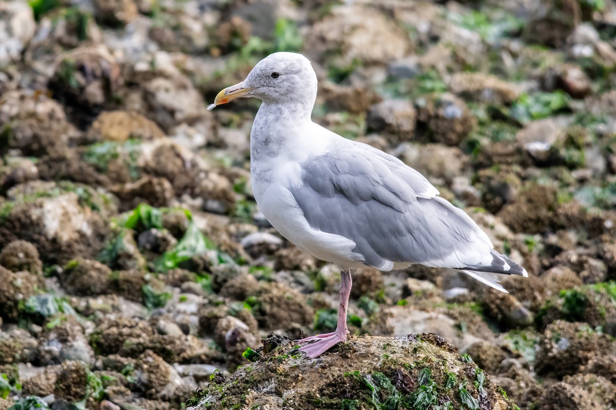 Western x Glaucous-winged Gull (hybrid) - ML624196634