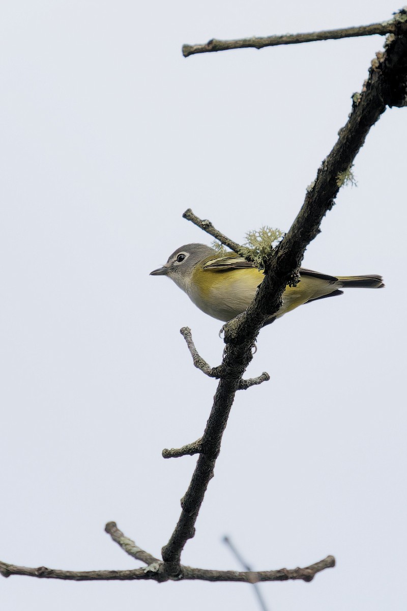 Blue-headed Vireo - ML624196638