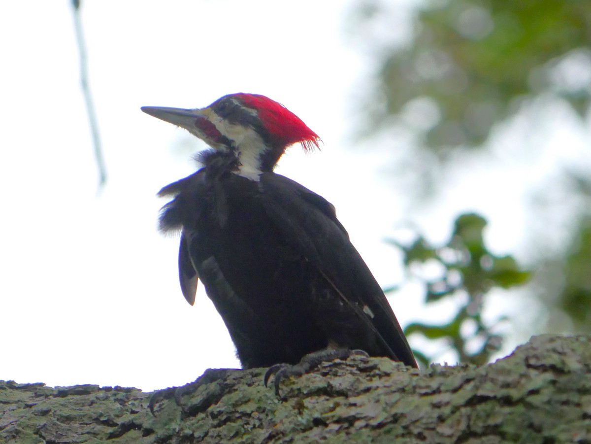 Pileated Woodpecker - ML624196639