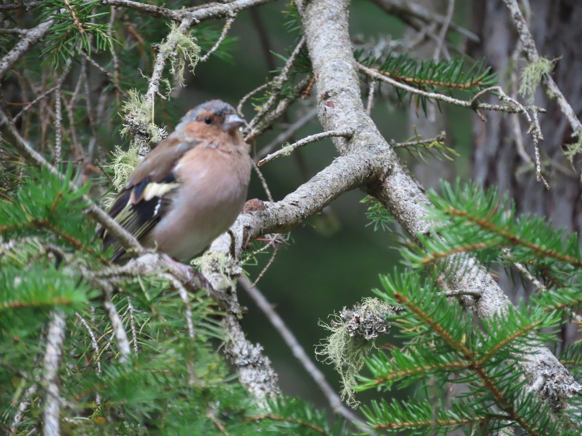 Common Chaffinch - ML624196642