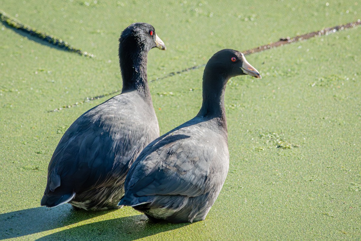 American Coot - ML624196643