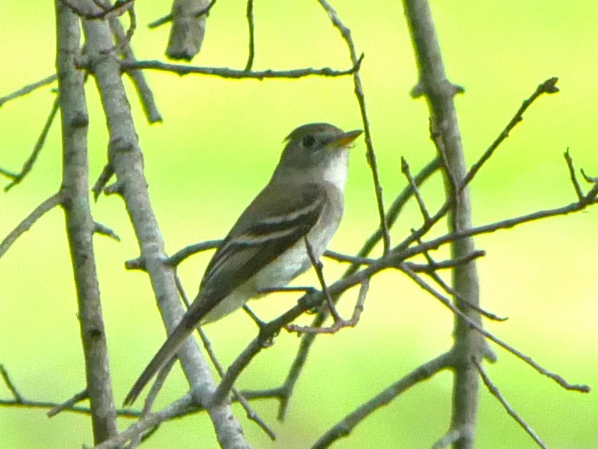 Empidonax sp. - ML624196644