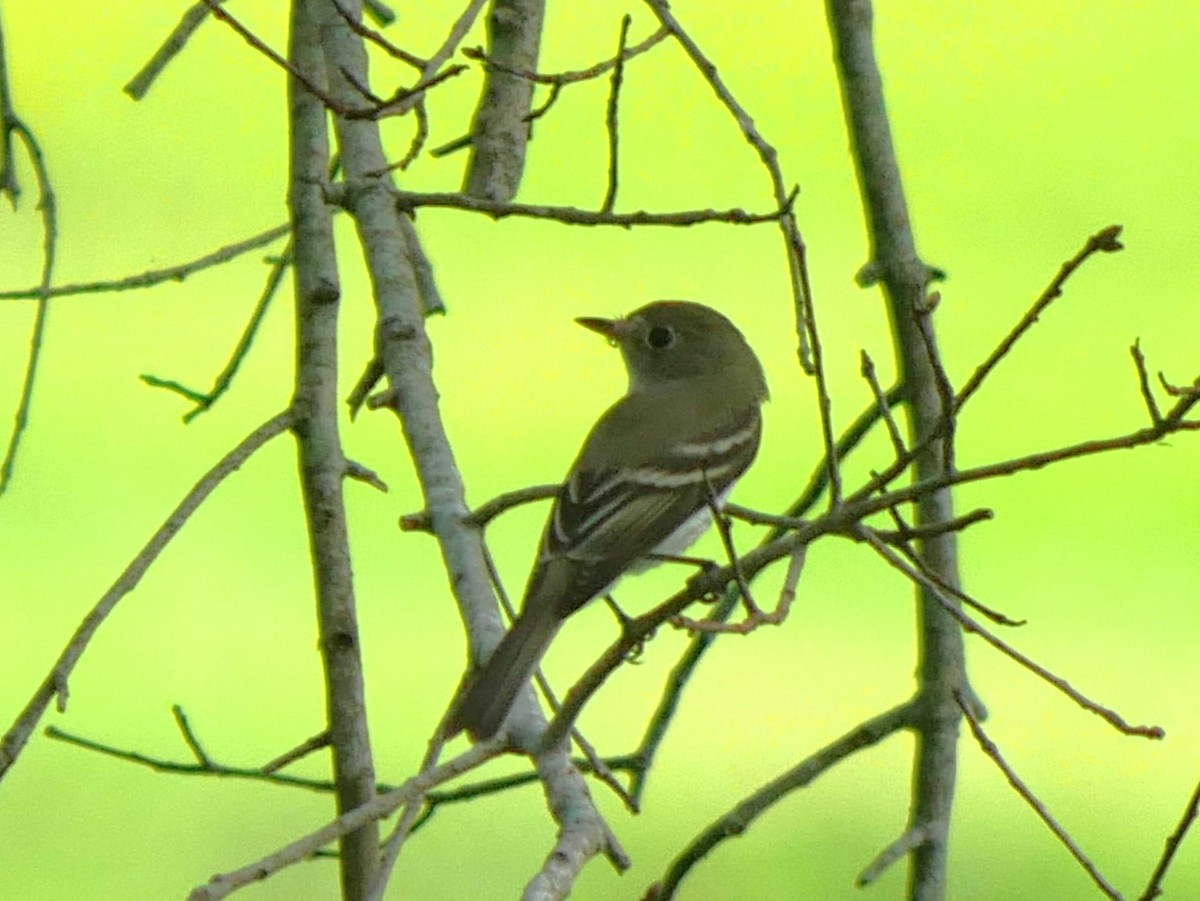 Empidonax sp. - ML624196646