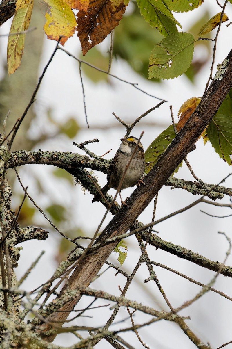 White-throated Sparrow - ML624196647