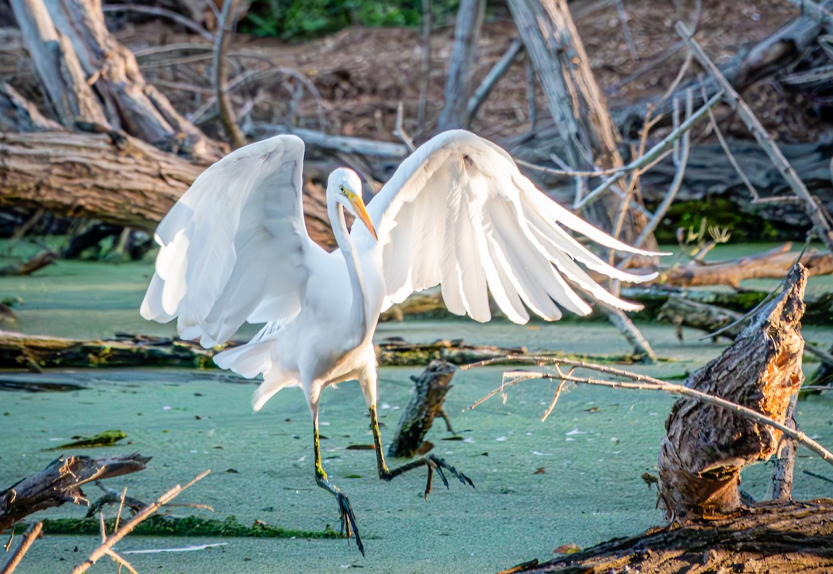 Snowy Egret - ML624196650