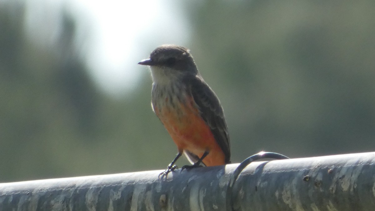 Vermilion Flycatcher - ML624196651