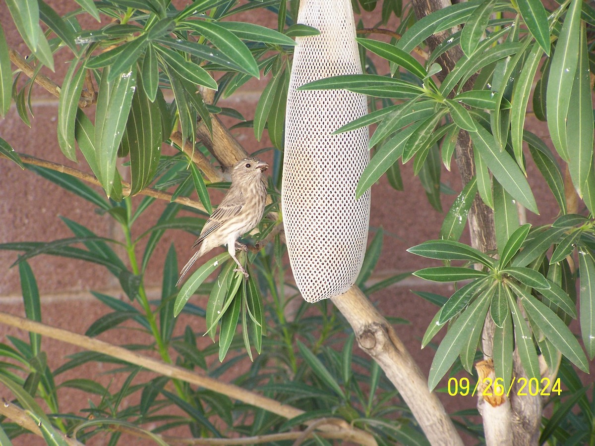 House Finch - ML624196653