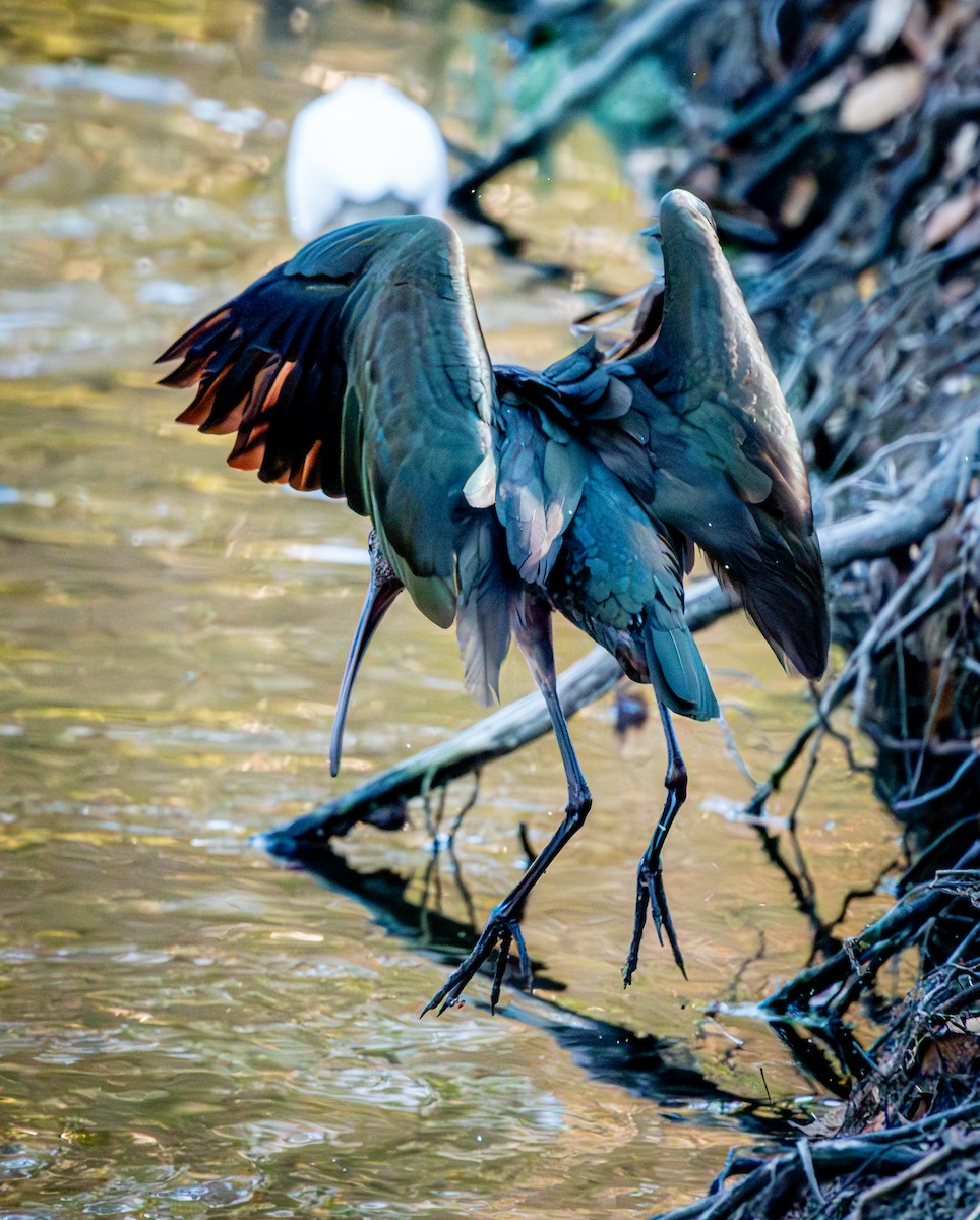 White-faced Ibis - ML624196654