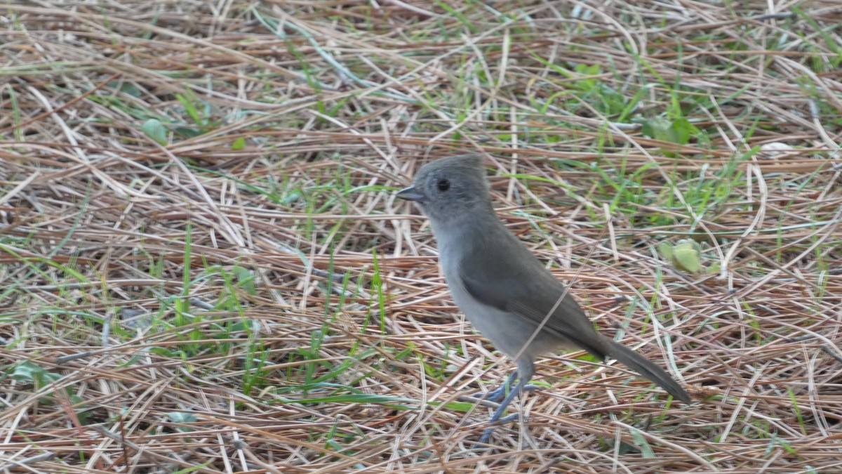 Oak Titmouse - ML624196655