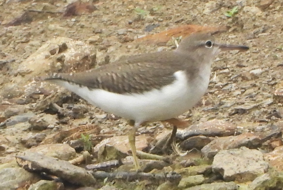 Spotted Sandpiper - ML624196656