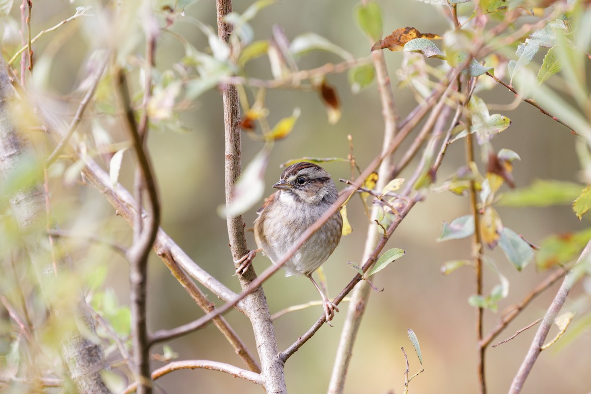 Swamp Sparrow - ML624196659