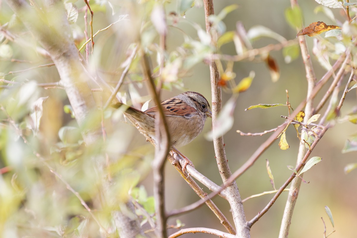 Swamp Sparrow - ML624196660