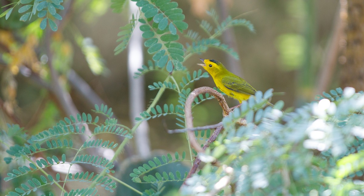 Wilson's Warbler - Michael Sadat