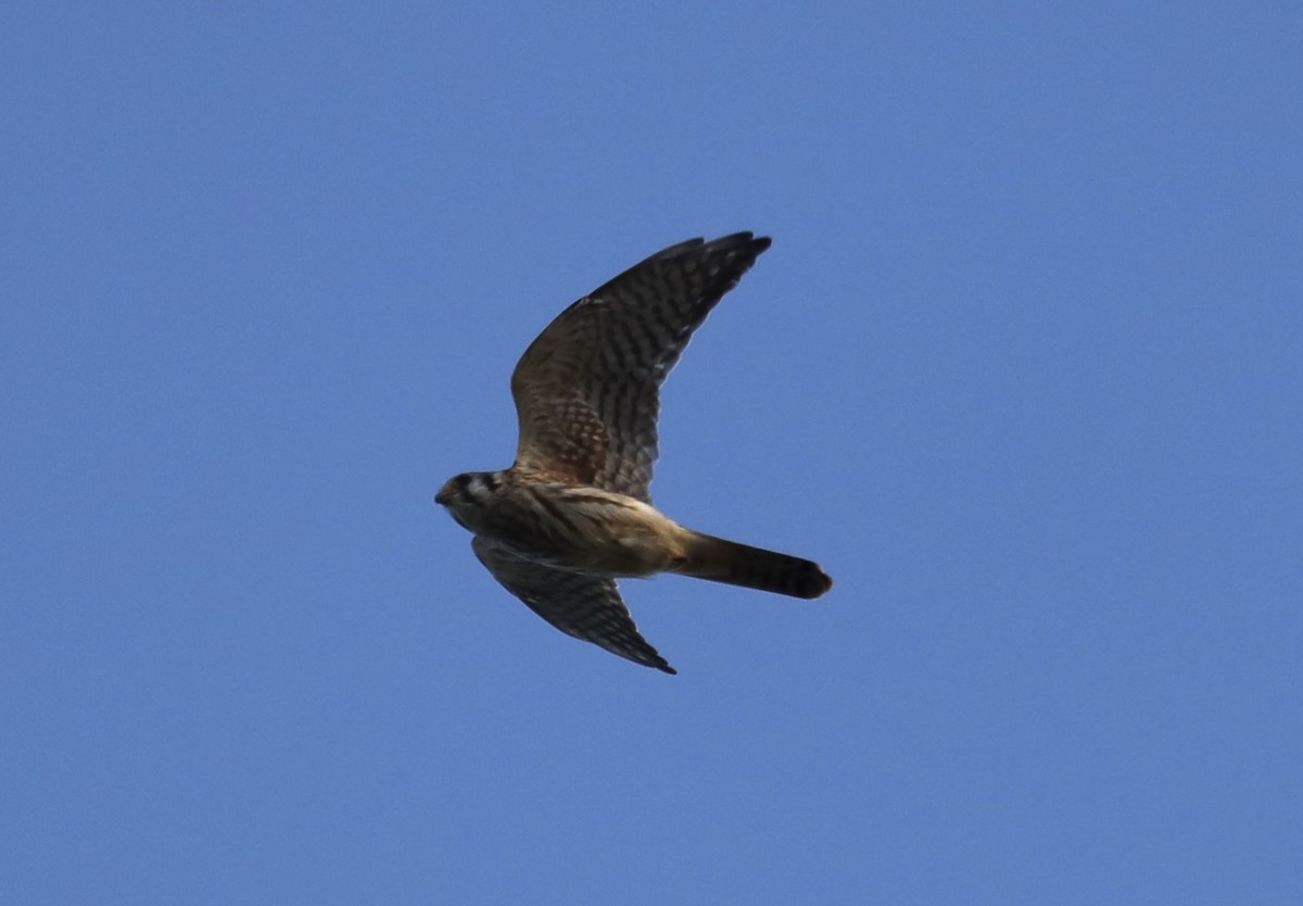 American Kestrel - ML624196662