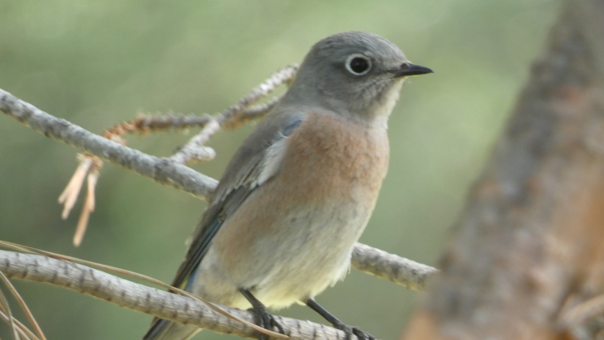 Western Bluebird - ML624196663