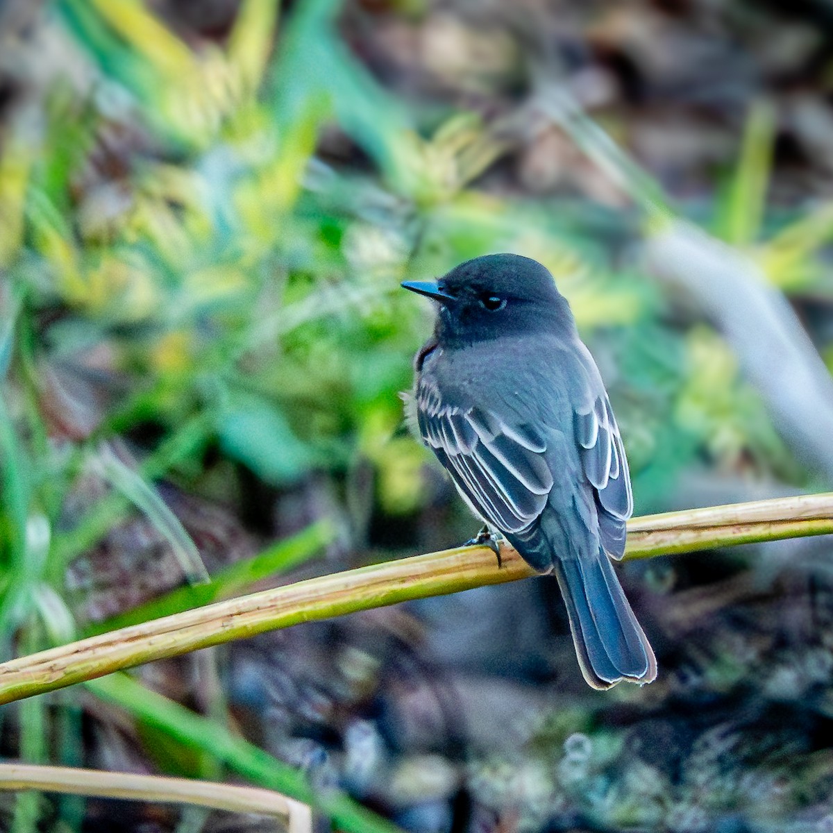 Black Phoebe - Daniel Lee