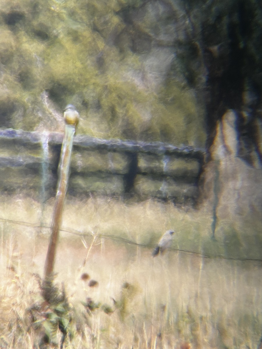 Cassin's Kingbird - ML624196683