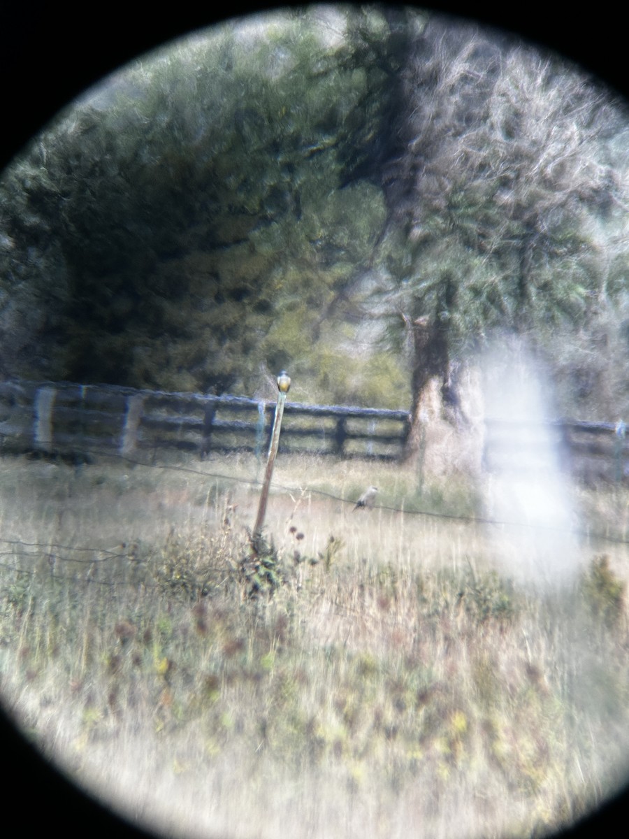 Cassin's Kingbird - ML624196684