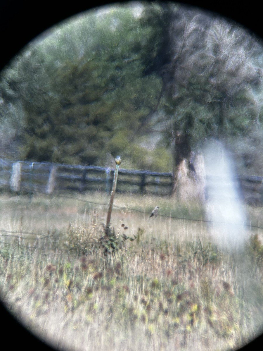 Cassin's Kingbird - ML624196685