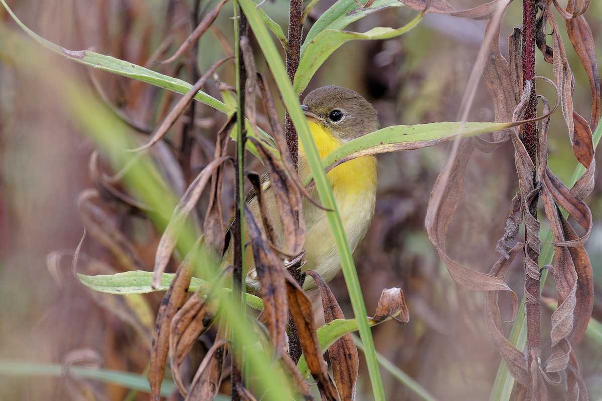 Common Yellowthroat - ML624196698