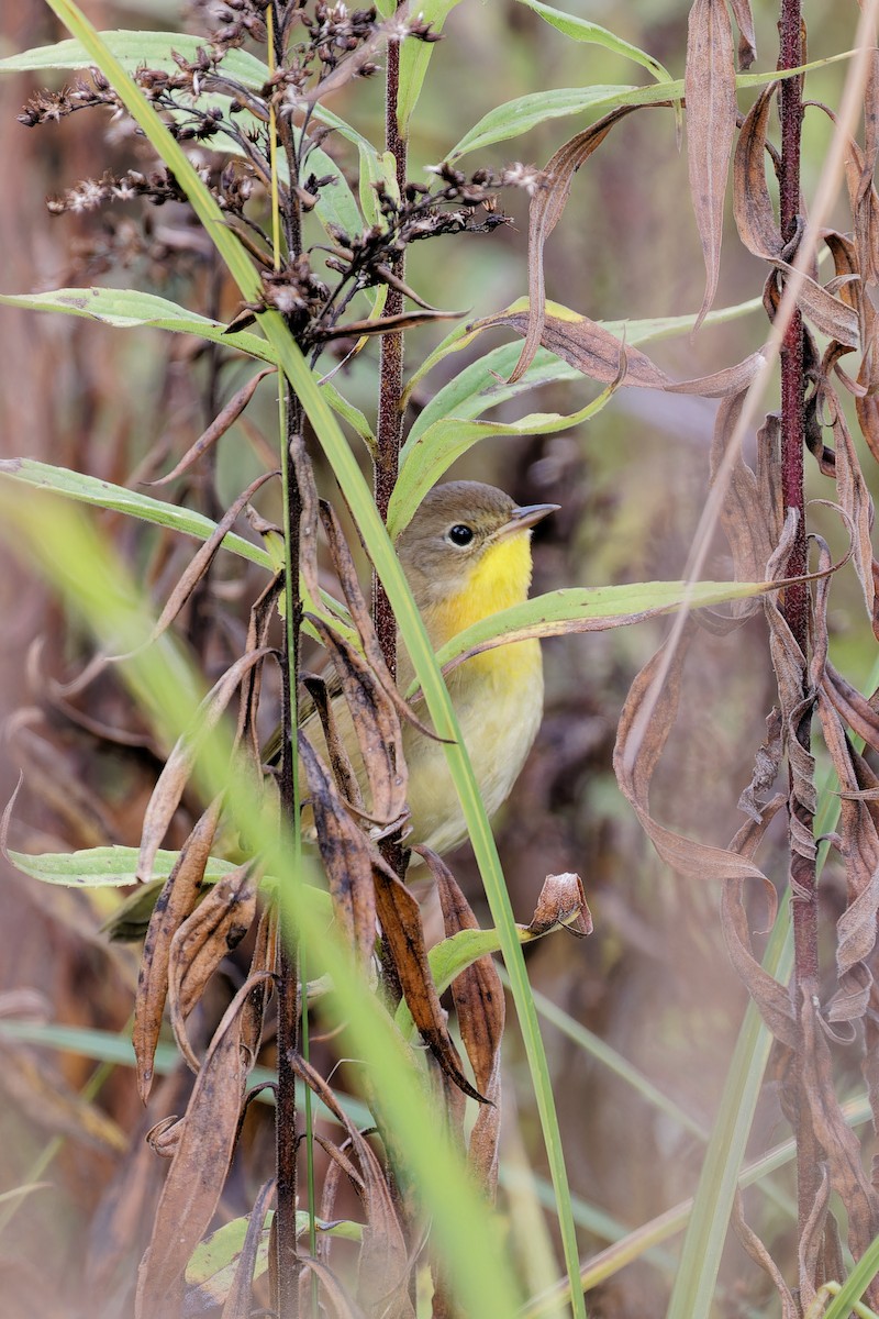 Common Yellowthroat - ML624196701