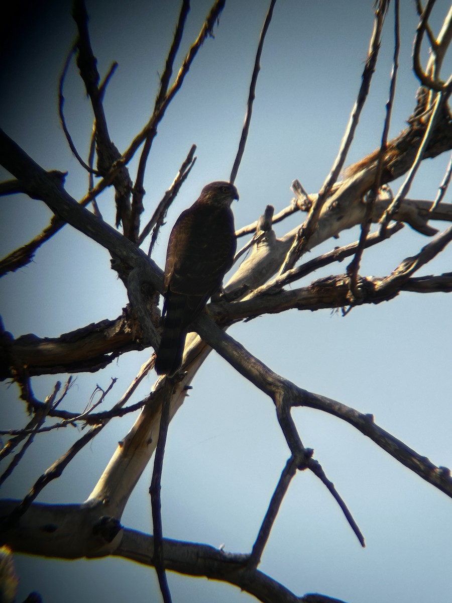 Sharp-shinned Hawk - ML624196707