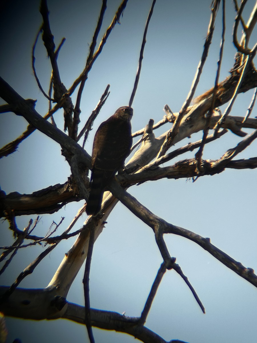 Sharp-shinned Hawk - ML624196708