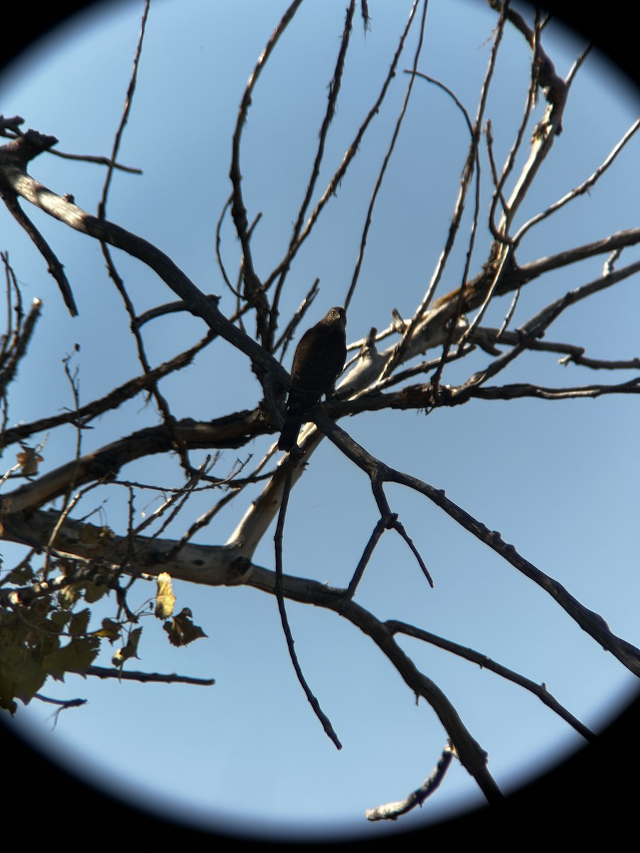 Sharp-shinned Hawk - ML624196709