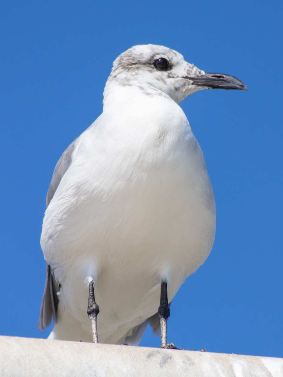 Laughing Gull - ML624196717