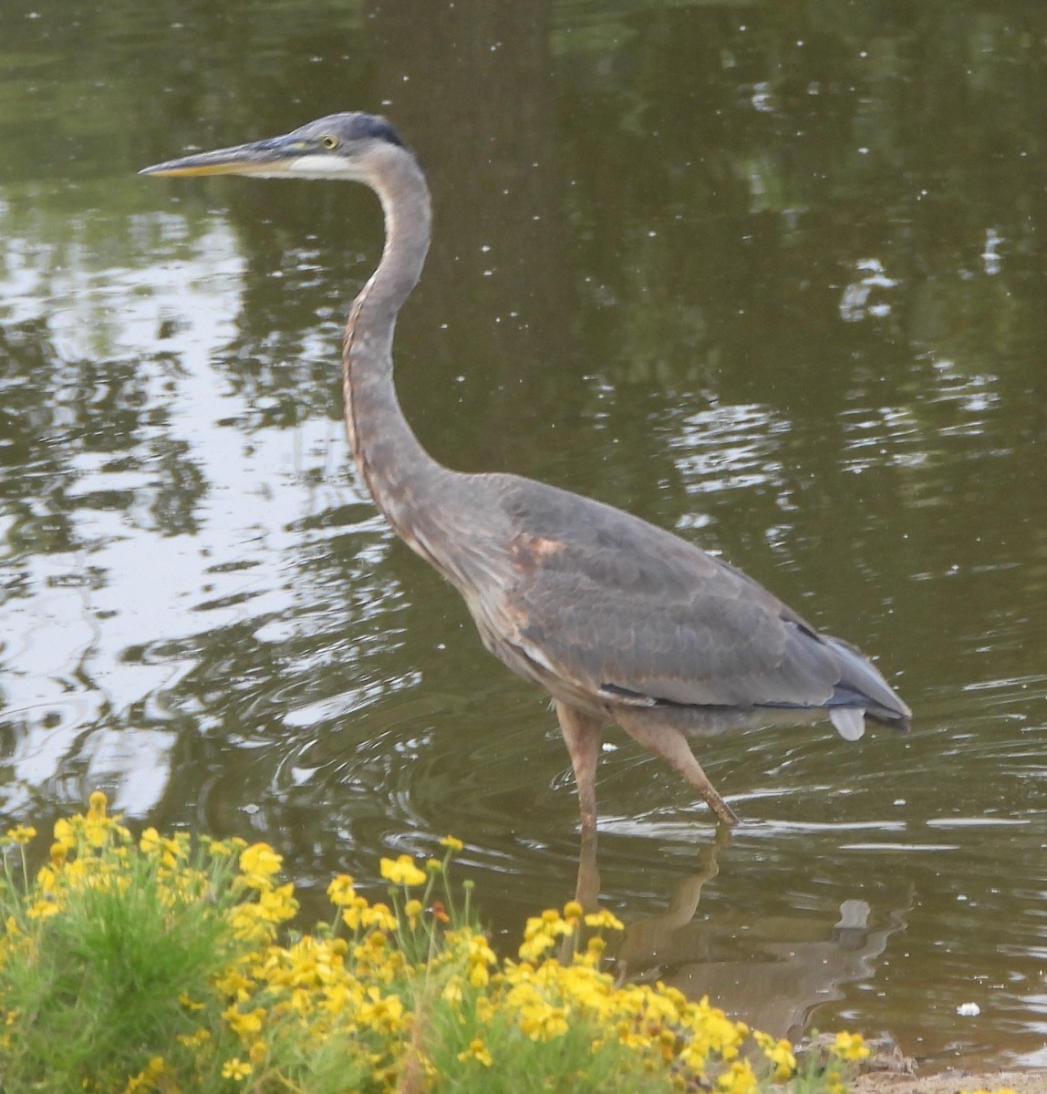 Great Blue Heron - ML624196722