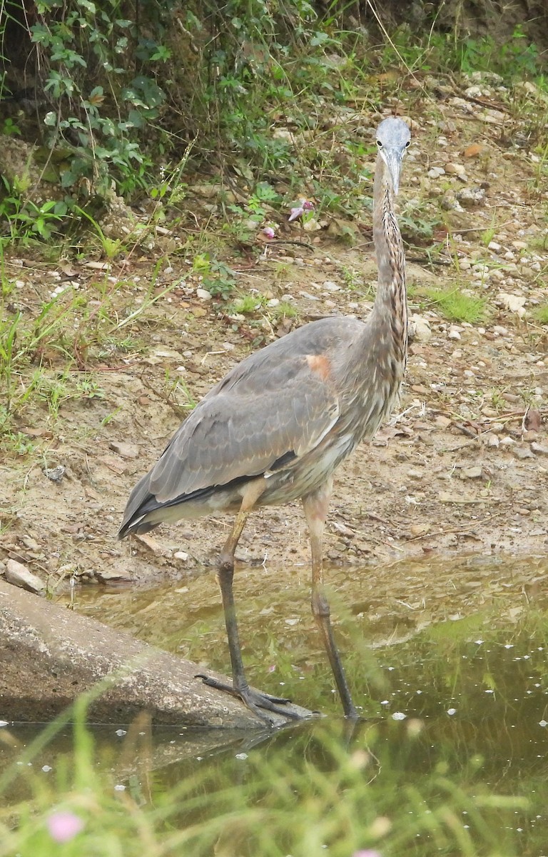 Great Blue Heron - ML624196723