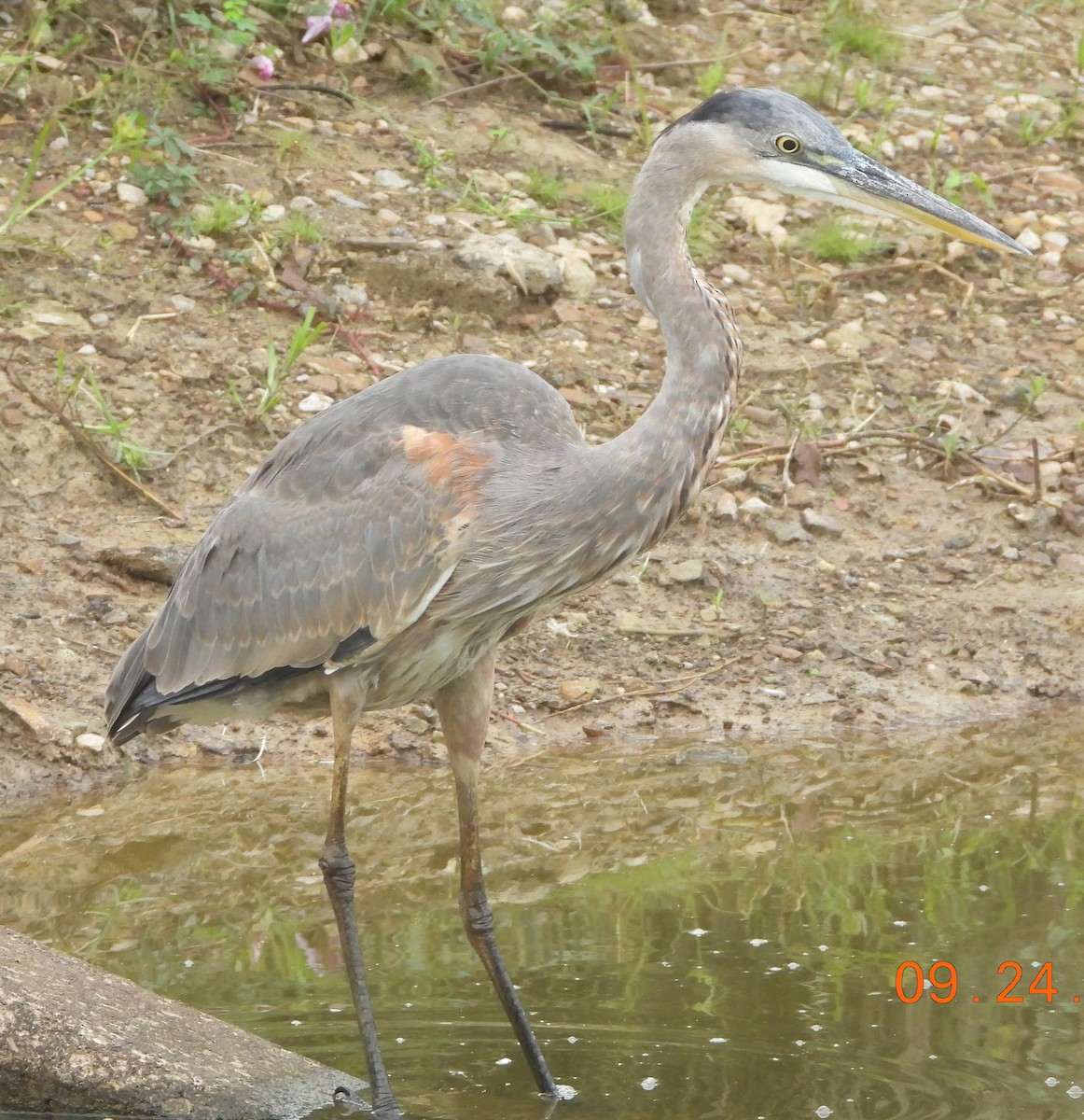 Great Blue Heron - ML624196724