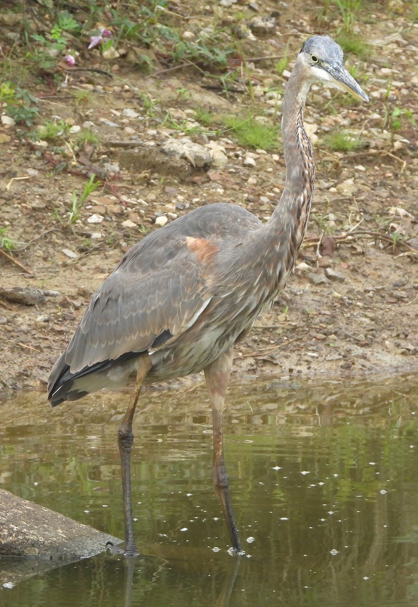 Great Blue Heron - ML624196725