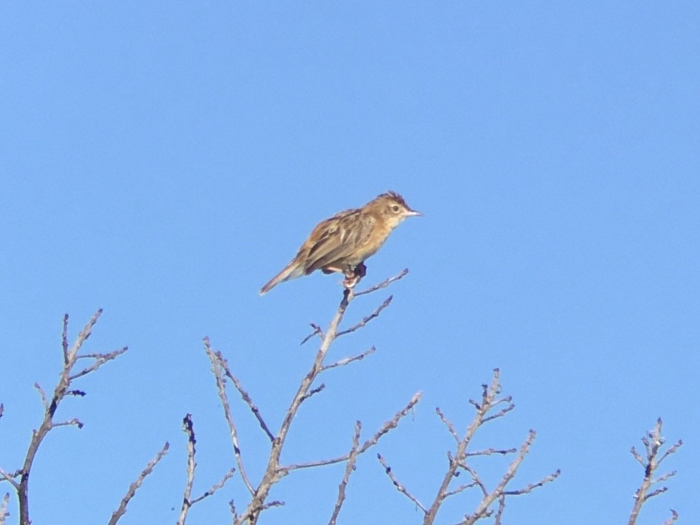 Zitting Cisticola - ML624196726