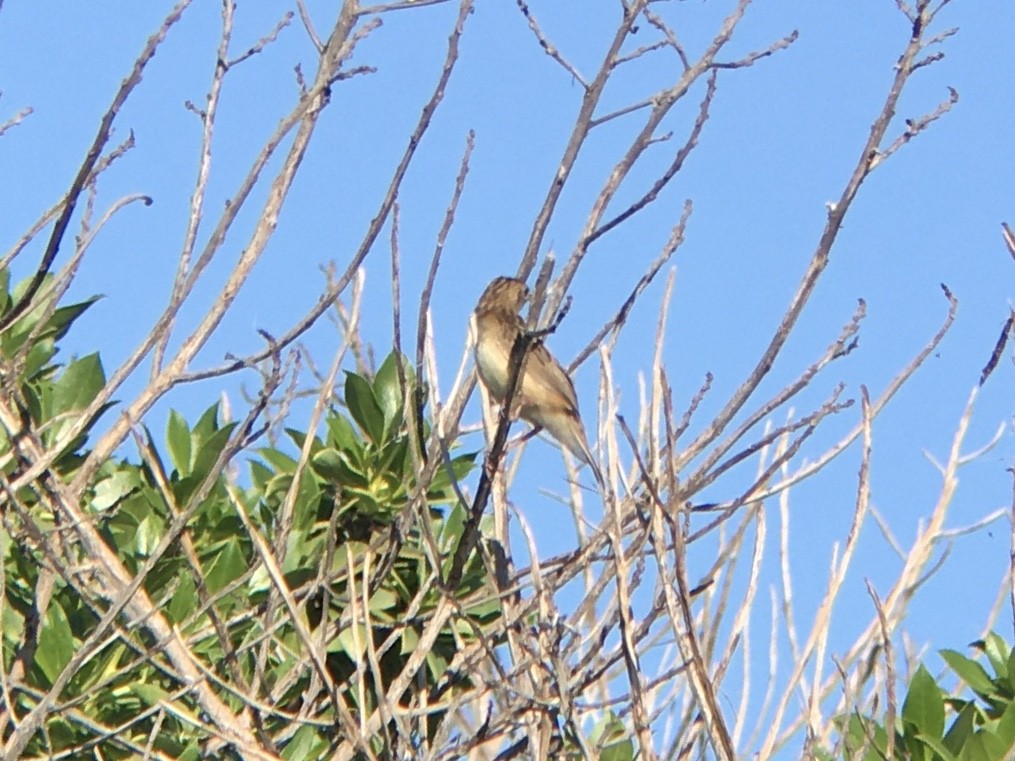 Zitting Cisticola - ML624196727