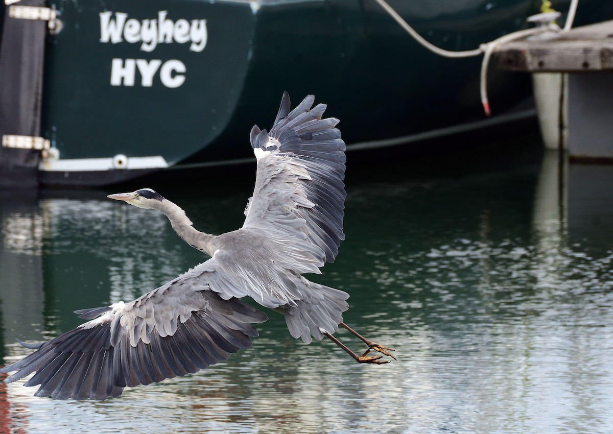 Gray Heron - ML624196728