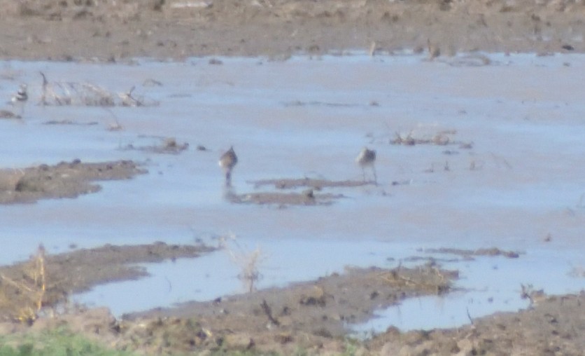 Lesser Yellowlegs - ML624196729